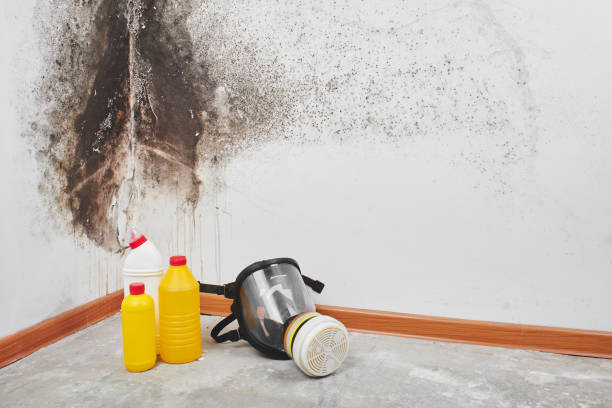 Best Crawl Space Mold Removal  in Pen Argyl, PA