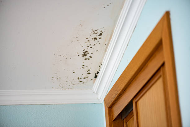 Best Emergency Mold Removal  in Pen Argyl, PA