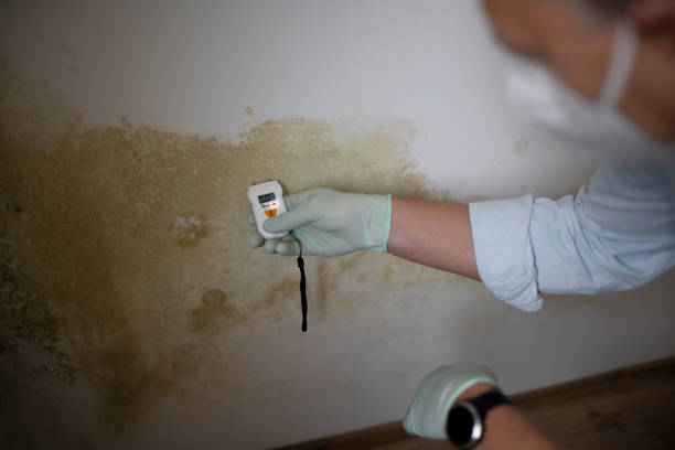 Mold Testing and Removal in Pen Argyl, PA