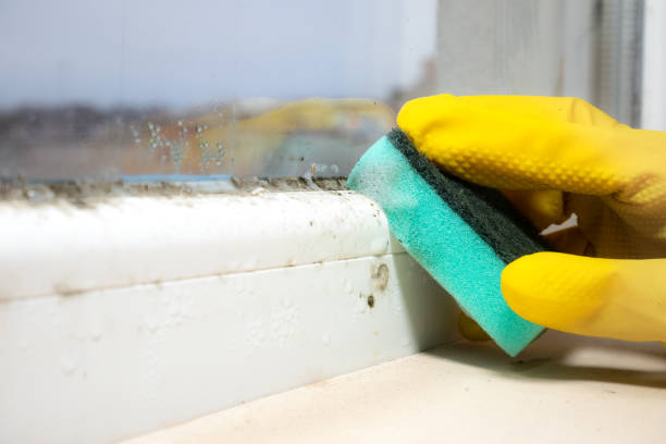 Best Mold Removal Specialists  in Pen Argyl, PA