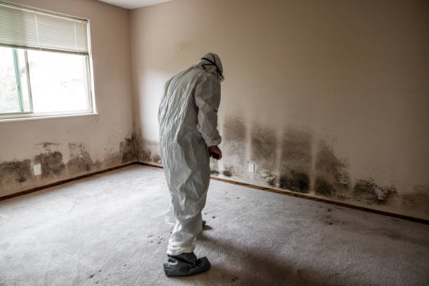 Best Local Mold Removal Service  in Pen Argyl, PA