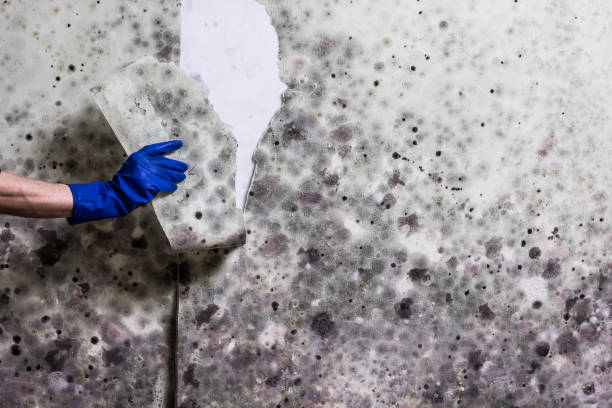 Best Crawl Space Mold Removal  in Pen Argyl, PA