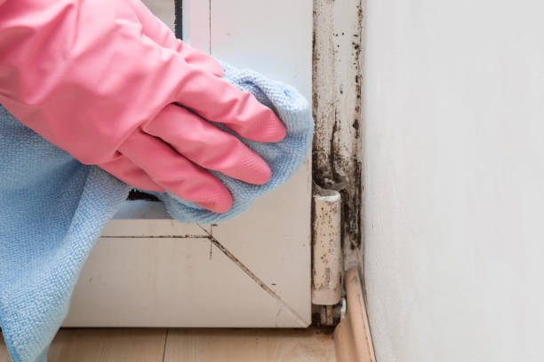Best Mold Damage Repair  in Pen Argyl, PA