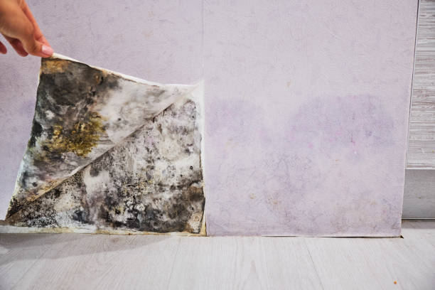 Best Mold Removal and Inspection  in Pen Argyl, PA